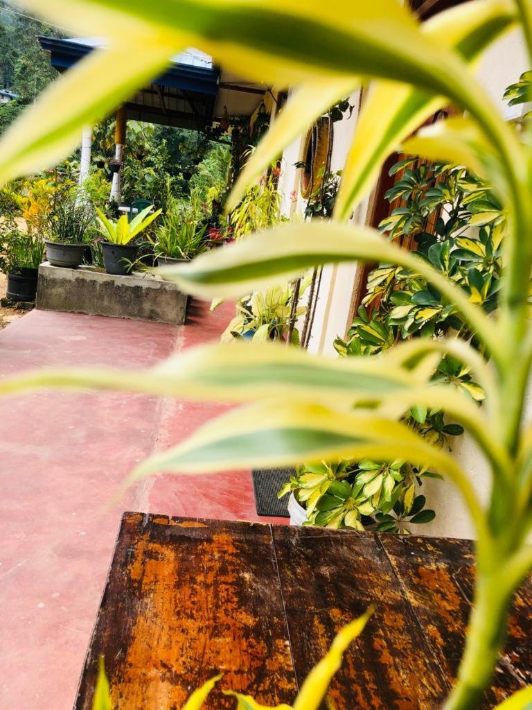 Vegetable Garden House * Nallathanniya
