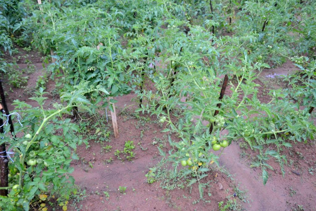 Guest house Vegetable Garden House