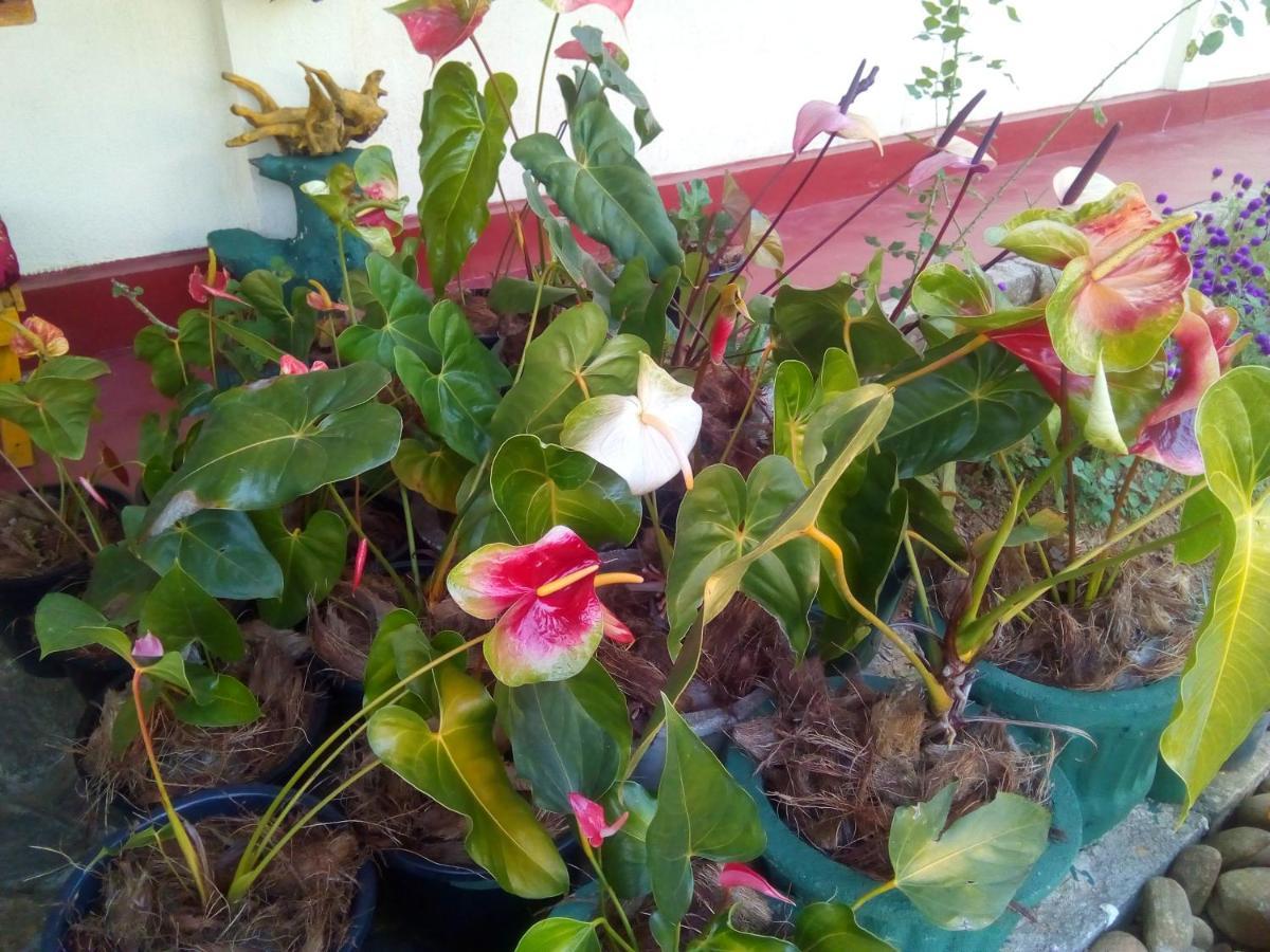 Guest house Vegetable Garden House